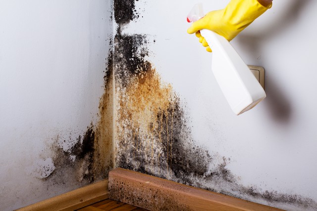 Mold Patrol is a professional company that removes mold.